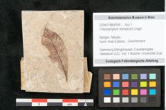 Foto (Objekt + Etikett) von Chrysophyllum olympicum Unger (NHMW-GEO-2024-0188-8165)